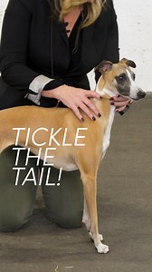 #dogshows #dogshow #doghandler #doghandling #dogshowlife #leadingedgedogshowacademy #whippet #dogshow #dogshows #dogshowing #dogshowlife #doghandling #doghandlingtips Tickling up the tail on a breed whose tail shouldn't be up...? Yes! This method is more about keeping your dog relaxed and comfortable, but also looks nicer than having the tail 'clamped' between the legs. As you'll see, this is much different than tickling up the tail on a breed like a Doberman or a Boxer. | Leading Edge Dog Show 