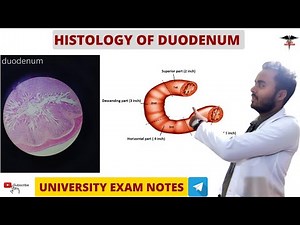 Histology Of Duodenum || Histology || Chill Medicos