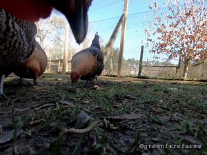44 reactions · 4 comments | The chicken cam paid a visit to the gold Deathlayer pen today!  Happy Friday! . . . #greenfirefarms #farmingdoneright #farmlife #farm #farming #sustainablefarming #sustainability #chickens #poultry #homestead #backyardchickens #backyardpoultry #chicks #springchicks #weeklyfluff #chickensofinstagram #chickenlife #cutepets #countryliving #backyardpoultrymag #chickencam #greenfirefarmschickencam | Greenfire Farms | Facebook