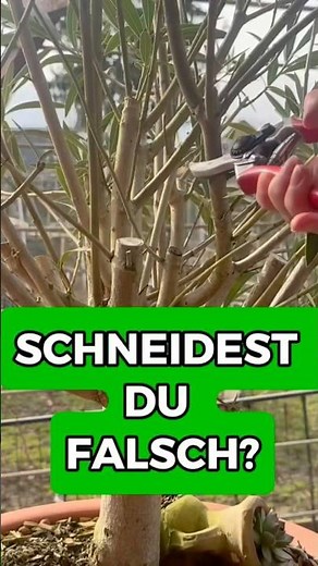 The biggest mistake when pruning oleander