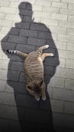 Sun’s brutal, but this cat’s got a human shadow hack #MalayMail #Sun #Cat | Malay Mail