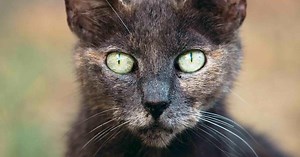 Your Cat’s Secret Life (as a Deadly Predator)