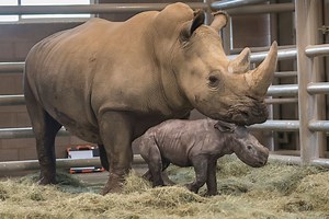 Watch: White Rhino born from artificial insemination at San Diego Zoo