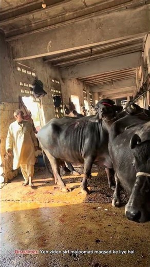 Janwar Ki Reality 🐐 | Bhains Colony Slaughter House Inside Look