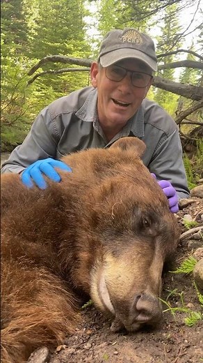 Have you ever heard a bear snore? Coolest sound ever!! #reels #ivancarter #wildlife #conservation