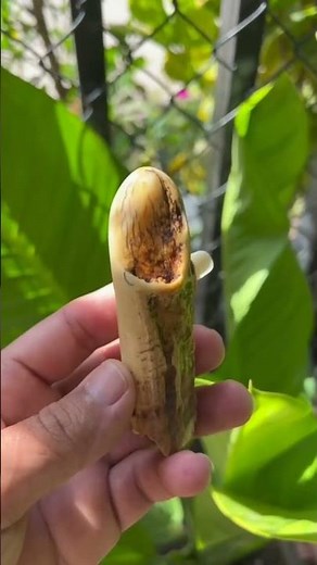 Turning Bone Into Beautiful Art | Amazing Buddha Carving