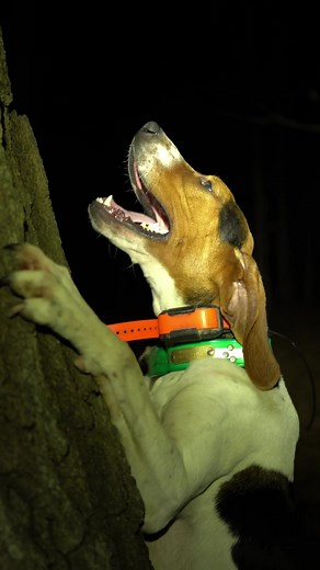 Listen to the Pedigree! Coon Hunting with the Walker Coonhound