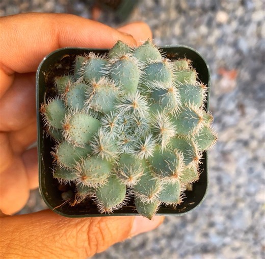 Echeveria Setosa Mexican Firecracker, Exotic Succulent, Fuzzy Plant in 2'', 4" Pot - Etsy