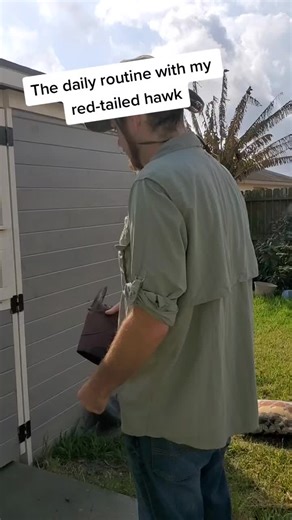 The Daily Red-Tailed Hawk Routine