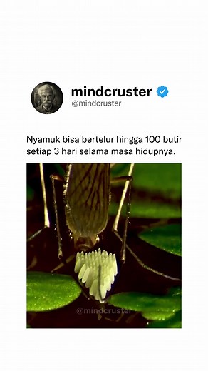 Siklus Hidup Nyamuk: Dari Telur hingga Dewasa