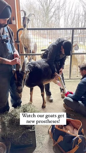 Last week, Derrick @bionicpets came to mold, build and fit our robogoats! We have around 30 goats who are wearing prosthetic devices, and we are constantly needing to repair and upgrade. These devices give our animals mobility and we are so grateful to @bionicpets for helping them. Getting our goats dressed every morning and maintaining their device is no easy task, but so worth it! Please donate toward our mission so that we can keep doing what we do! PayPal: info@goatsofanarchy.org Venmo: @goa