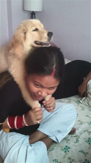 #dog #goldenretriever #himachalpradesh #pets #pleasesubscribe #puppy