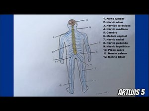 ¿Cómo dibujar el SISTEMA NERVIOSO Y SUS PARTES? | HD