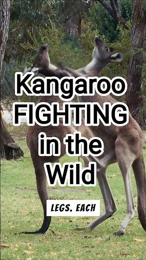 Kangaroos FIGHTING in the Wild