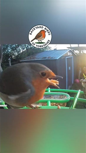 Early Morning Breakfast Robin ‪@BackyardBirdsofYorkshire‬