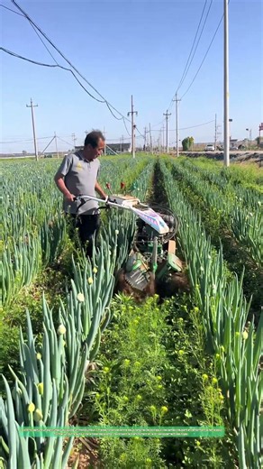 Buttage motorisé : comment un motoculteur à fraises transforme le sol entre les rangées de poireaux