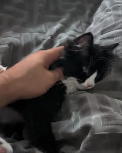 15 reactions | SOS Lost Pet Rescue NW, Inc. on Reels | Facebook