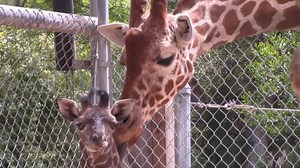 16K views · 843 reactions | Here's a video of Rocket, the male Masai Giraffe born on April 10th! He is bonding with mom and gaining strength in the barn and side yard. The other giraffes are checking him out and doing a some grooming on the little guy. | Sacramento Zoo | Facebook