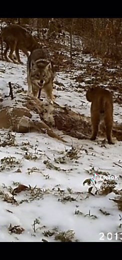 Bobcat vs Coyote: Intense Wildlife Encounter