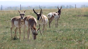 11K views · 138 reactions | Big Bucks, Big Antelope & Brand New Broadheads! Drop Zone TV - Today 11am ET | Outdoor Channel | Facebook