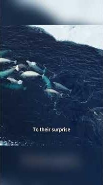 30 Belugas Trapped in a 1,000‑Square‑Foot Hole for 5 Months Spring Finally Came#usa #fyp #animals