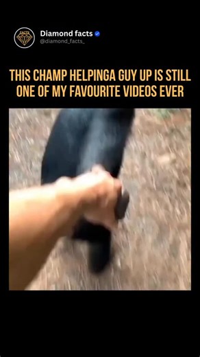 Diamond facts on Instagram: "Chimps share 98.8% of human DNA. They use tools, solve puzzles, learn sign language, and even recognize themselves in mirrors — signs of true self-awareness and advanced thinking. It’s not just their brains — it’s their hearts. Chimps comfort each other, share food, and, like in this video, even help a man climb up to safety. It’s so cool to watch — a moment of pure, instinctive kindness. Our bond with chimps runs deeper than biology. When one reaches out to help a h