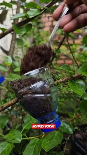 Tree Successfully Propagated in 16 Days😍🌳 #gardening #satisfying #airlayering #craft #diy #grafting