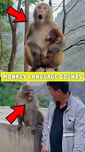 5.1K views · 46 reactions | Types of Monkey Calls – Amazing Sounds 勞 #AnimalReels#WildlifeReels#CuteAnimals#AnimalLovers | Fact Adda | Facebook