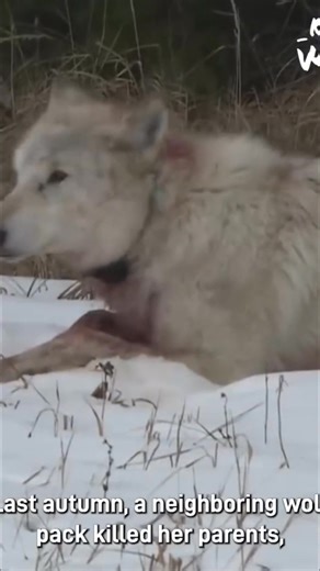 A wolf's early life was spent learning survival skills within her family pack. Tragedy struck when a rival pack attacked, leading to a challenging journey. She learned to hunt and defend their food, but trouble was brewing. #wolves #wildlife #animals #survival #nature | Real Wild