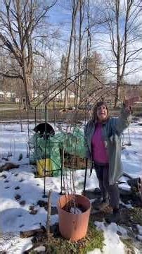 My Feline Garden Helper #catshorts #growyourownfood