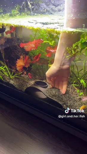 New Aquarium Cave for My 20 Gallon Corydora Tank