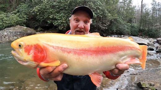 438 reactions · 95 shares | Is this the largest golden rainbow ever caught in West Virginia? We will never know. However, there's no doubt it's a fish of a lifetime. See how and where we caught it on this episode of Pautzke Outdoors live from Gold Rush! | Pautzke Bait Company | Facebook