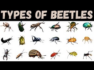 Beetle Species Names With Pictures For Kids | Insects For Kids #beetle #insects
