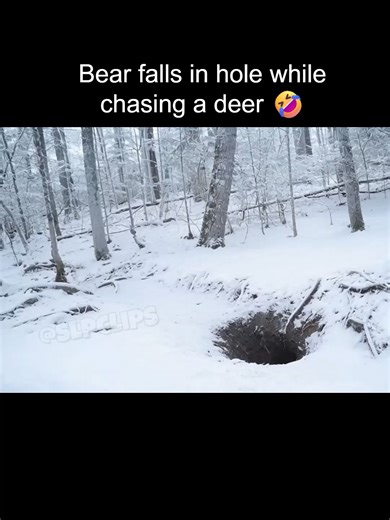 Bear Fails While Hunting #wildlife #trailcamfootage