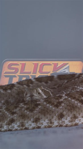As lethal as a rattlesnake strike—without the warning. The ViperTrick broadhead is engineered for lethal precision and bone-crushing penetration. Don’t just hit—kill with confidence. 🐍 #ViperTrick #SlickTrick #BroadheadVenom #StrikeFastKillClean | SLICK TRICK Broadheads