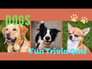 【Fun Trivia Quiz】Dog Trivia Quiz