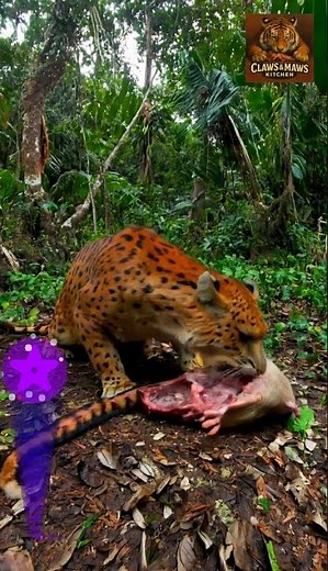 Central Panther #ClawsAndMawsKitchen #WildlifeFeeding