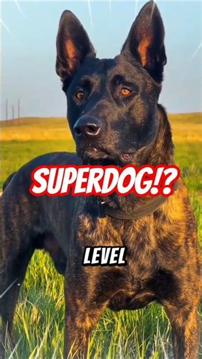 Dogs Are More Powerful Than You Think.