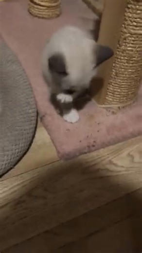 Siamese Kittens for Adoption. Beautiful male and female Siamese kittens available for adoption. Raised in a loving home, not in cages, and well-socialized with children. They are affectionate, playful, and make wonderful companions.If you’re looking to adopt a friendly and loving Siamese kitten, contact us for more details.#SiameseKittens #SiameseCat #KittenAdoption #CatsOfInstagram #SiameseLove #AdoptDontShop #CatLovers #KittenLove #FurBaby #SiameseBeauty #AdoptAKitten #SiameseLife #CatAdoption