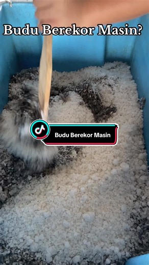 Resipi Budu Berekor Masin Tradisional