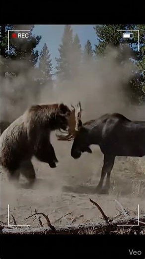 Bear vs Bull Moose