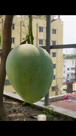 Look at this incredible mango! 🥭😲
