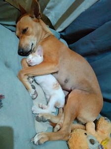 National Aspin Day: From stray to 'Bae', ka-Siloys show love for their fur babies