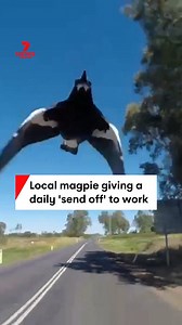 A relentless magpie has taken a liking to a Somerset local, sending him off to work each day with the occasional 'love tap.' The magpie has taken residence near the morning target's property. #Magpie #Swoop #Vision #Animals #Queensland | 7NEWS Brisbane