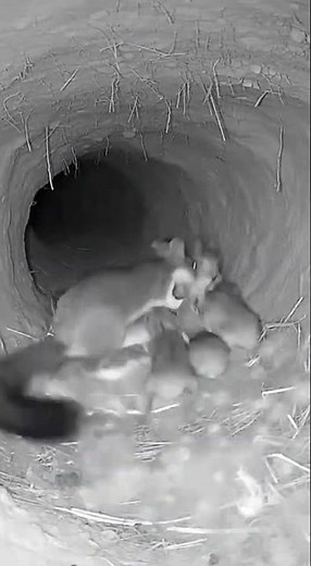Brave Rabbit Mom Saves Her Babies! 🐰🆘