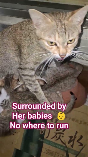 ▶️ taking care of her babies 👶 🐱🦝🦊🐺 #catsloveisforever