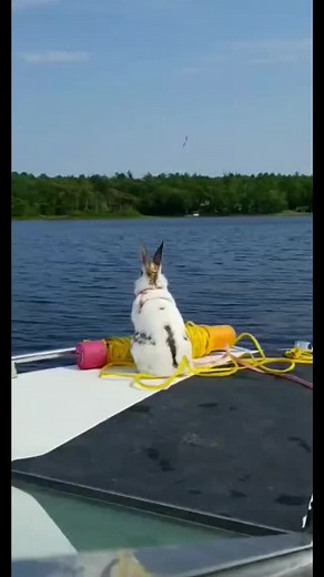 Did you know rabbits can swim ? #rabbit #swim #sparkles #bunny #lake #boat #oldvideo #didyouknow