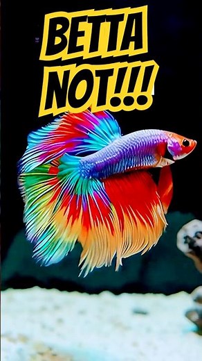 What Happens If You Put Two Betta Fish Together?