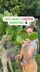 1.3K views · 50 reactions | Prickly pear cactus pads are the stems...