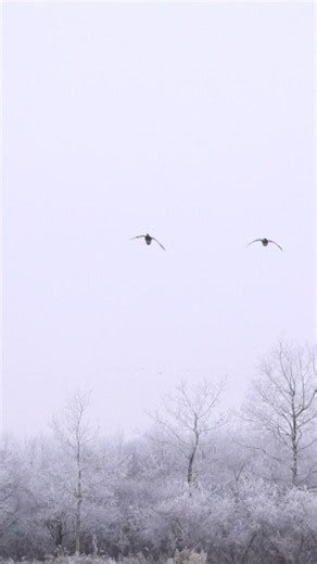 700K views · 11K reactions | Cold front mallards FTW!: Mojo TV *Stoeger does not sell firearms online to individual customers. Please check your local dealer for more information.* | Stoeger Industries | Facebook